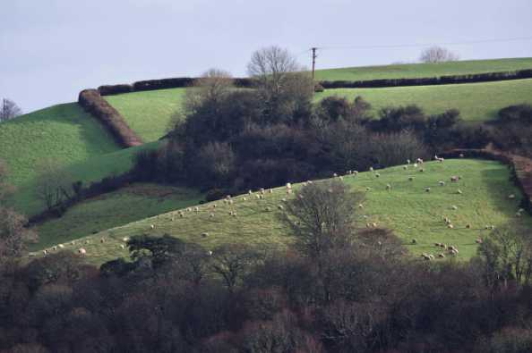 04 February 2021 - 10-10-32
Even the sheep, with a few exceptions, have mastered this social distancing lark.
-----------------------
Sheep on sheer hill
